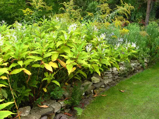 Jardin réalisé ou entretenu par Pro-Paysage