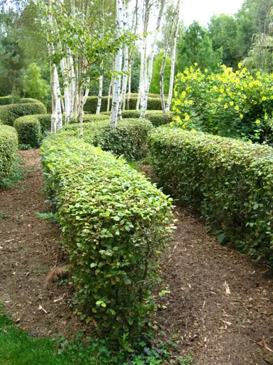 Jardin réalisé ou entretenu par Pro-Paysage